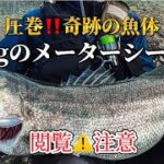 【圧巻‼️奇跡の魚体】10kgのメーターシーバス