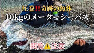 【圧巻‼️奇跡の魚体】10kgのメーターシーバス