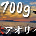 【エギング】16時間の単独釣行の末に現れたのは２キロを裕に超える怪物アオリイカだった！