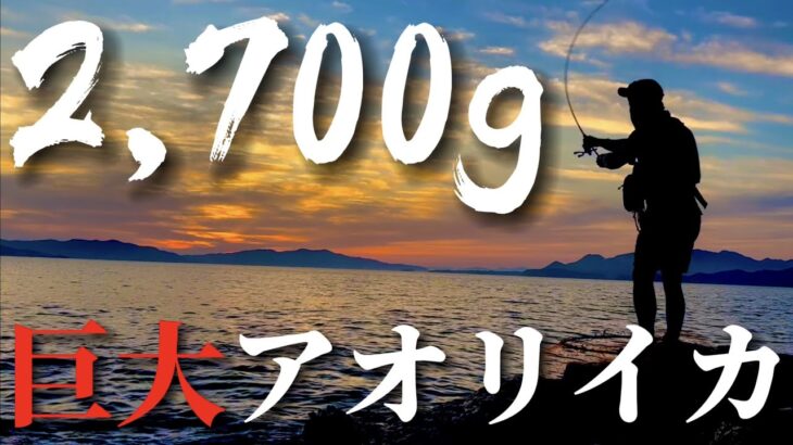 【エギング】16時間の単独釣行の末に現れたのは２キロを裕に超える怪物アオリイカだった！