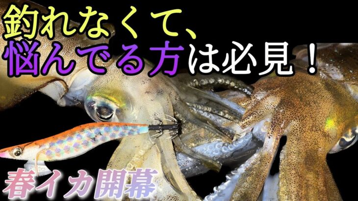 【エギング】春イカが釣れた場所は漁港の○○…良型アオリ2杯ヒット！！