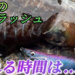 【エギング】春イカが釣れるタイミング？あれが重なる時は確率上昇！キロ2杯キタ