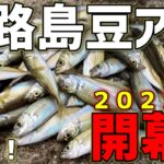 淡路島2023豆アジ開幕！サビキ釣りは延べ竿がおすすめ！【淡路島釣り】