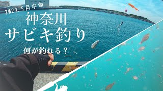 【2023.5月中旬】神奈川 三浦でサビキ釣り 好調！～水中映像～#73