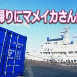 【北海道石狩湾・小樽釣り】仕事帰りにマメイカ釣り!!　2023.5.21-22（小樽港・石狩湾新港・夜釣り・エギング・スッテ・シャクリ機・投光器）