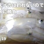 2023/05/19　夜の見えイカは釣れないのでゆうまづめ勝負　マメイカ釣り　エギング#150