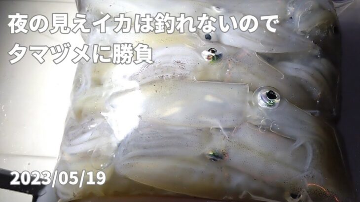 2023/05/19　夜の見えイカは釣れないのでゆうまづめ勝負　マメイカ釣り　エギング#150