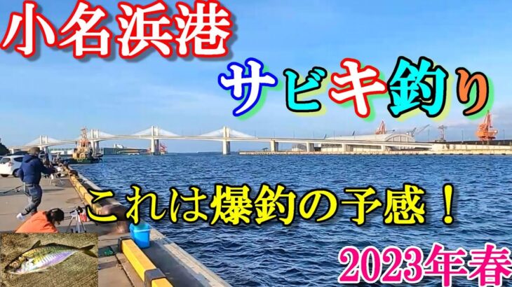 【海釣り】2023年春ゴールデンウィーク福島県小名浜港2号ふ頭『これは爆釣の予感！』【投げウキサビキ釣り】