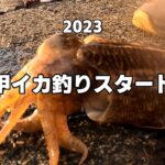 甲イカ釣り　2023年3月から　　　＃釣り＃エギング＃イカ