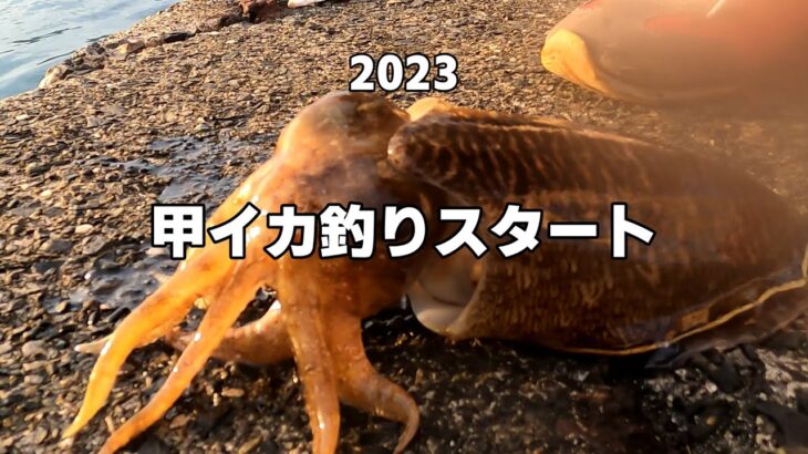 甲イカ釣り　2023年3月から　　　＃釣り＃エギング＃イカ