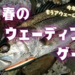 【シーバス】もうアウェーじゃない？！春の奥浜名湖ウェーディングゲーム　2023年4月中旬