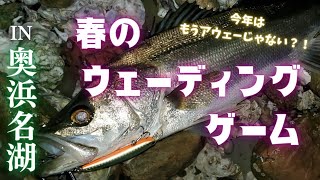 【シーバス】もうアウェーじゃない？！春の奥浜名湖ウェーディングゲーム　2023年4月中旬