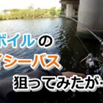 ハクボイルのデイシーバスを狙ってみたが…【2023年4月29日】