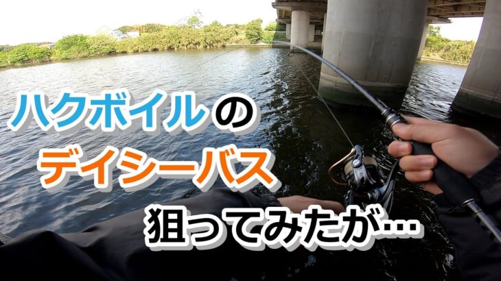 ハクボイルのデイシーバスを狙ってみたが…【2023年4月29日】