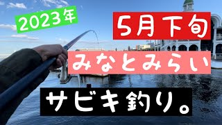 【2023年5月下旬みなとみらい臨港パークサビキ釣り！】#釣り #臨港パーク #み