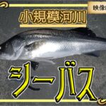 小規模河川でシーバス釣り【2023年5月】