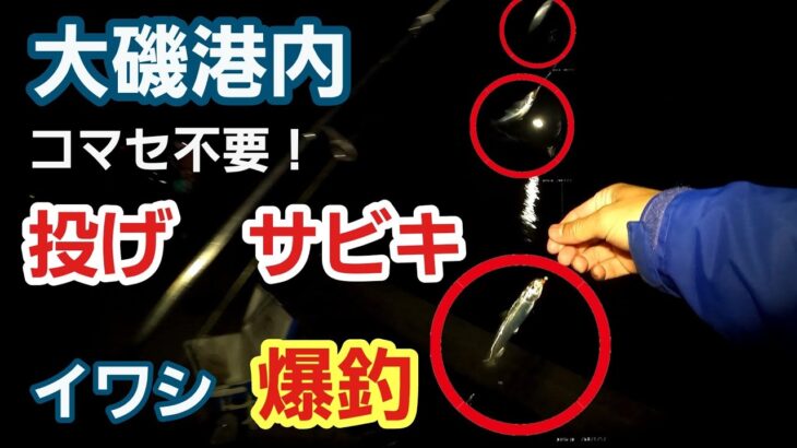 【大磯港】コマセ不要！サビキを投げて巻くだけでイワシ爆釣  投げサビキ 2023年5月中旬