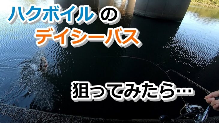 ハクボイルのデイシーバスを狙ってみたら…【2023年5月10日】