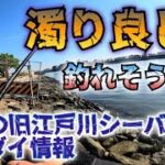 2023年5月3日旧江戸川シーバス&クロダイ情報!釣れそうな状態ですよ。