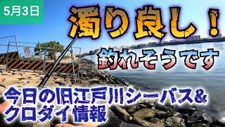 2023年5月3日旧江戸川シーバス&クロダイ情報!釣れそうな状態ですよ。