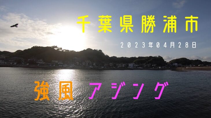 【千葉県外房】勝浦強風アジング　23/04/28