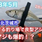 28㎝のアジが釣れる！すいてる釣り場へ…小アジ爆釣【茨城県北茨城市】