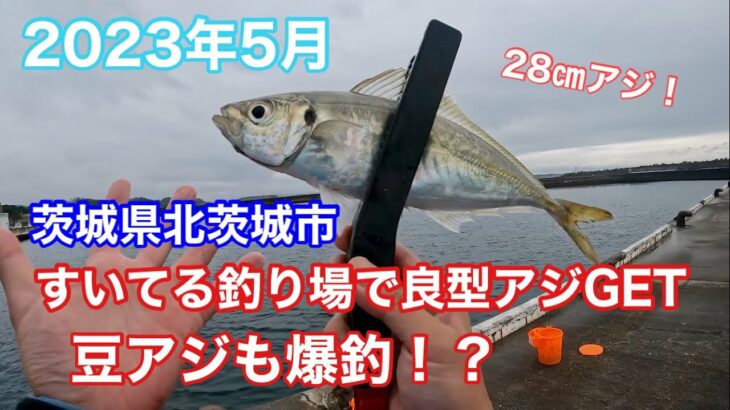 28㎝のアジが釣れる！すいてる釣り場へ…小アジ爆釣【茨城県北茨城市】