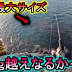 【山陰】エギング今季最大サイズ捕獲！目標の2kg越えなるか？！