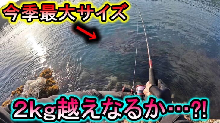 【山陰】エギング今季最大サイズ捕獲！目標の2kg越えなるか？！