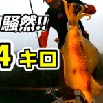 【エギング】鳴りやまないドラグ!!　【神回】3.4キロのモンスター!!!