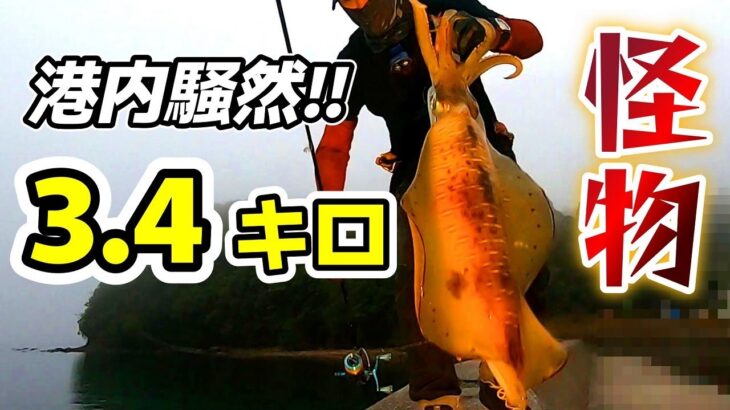 【エギング】鳴りやまないドラグ!!　【神回】3.4キロのモンスター!!!