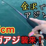 37cm メガアジがHIT！？ 金沢でアジング！