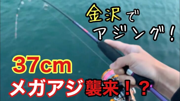 37cm メガアジがHIT！？ 金沢でアジング！