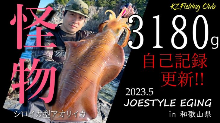 【エギング】【春イカ】モンスターアオリイカ3kgオーバー捕獲in和歌山県南紀串本