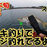 茨城県　久慈漁港　サビキ釣り　4月下旬　小アジ釣れるよ　2023