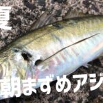 【アジング】まずめの回遊を狙いアジを釣る重要性を感じる　初夏5月下旬のアジング