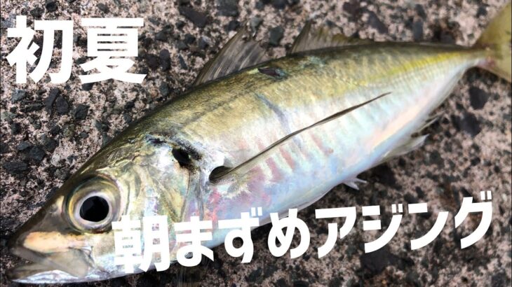 【アジング】まずめの回遊を狙いアジを釣る重要性を感じる　初夏5月下旬のアジング