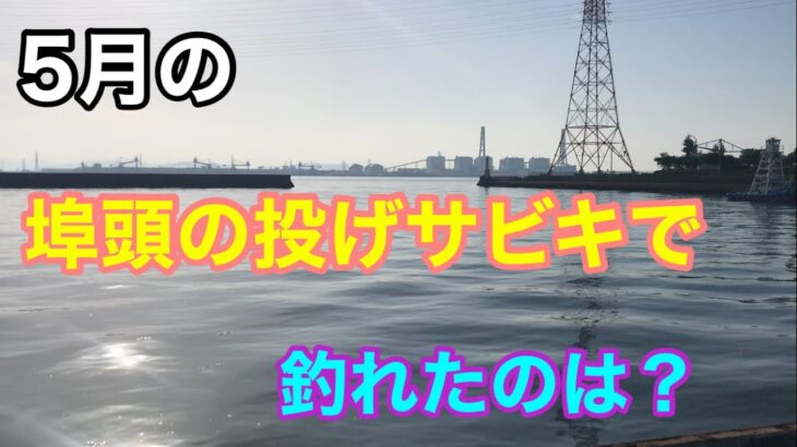 5月の埠頭の投げサビキで釣れたのは？知多半島