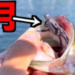 【バス釣り初心者】5月の釣り方試してみたら結構釣れましたので教えます！