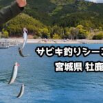 開始5分で釣り終了！？サビキ釣りシーズン開幕！！過去の海中映像と共に。釣った魚で夕食おばさん【宮城県牡鹿半島】