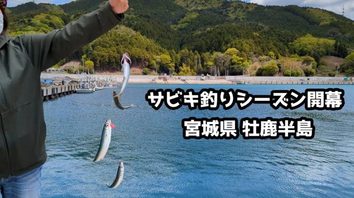 開始5分で釣り終了！？サビキ釣りシーズン開幕！！過去の海中映像と共に。釣った魚で夕食おばさん【宮城県牡鹿半島】