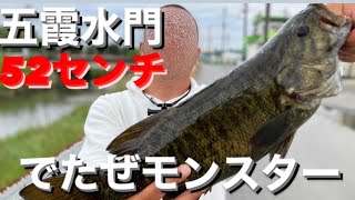 【茨城バス釣りポイント】五霞水門ででたぜモンスター！52センチ【スモールマウスバス】