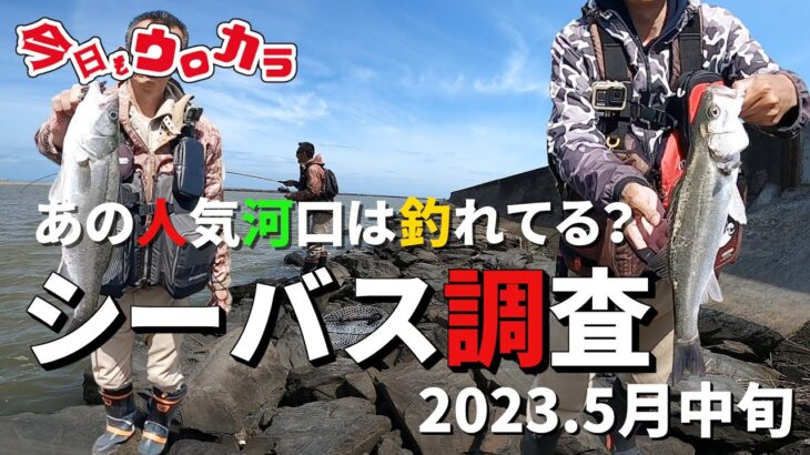 【5月中旬シーバス調査】#93 あの人気河口は釣れてる？