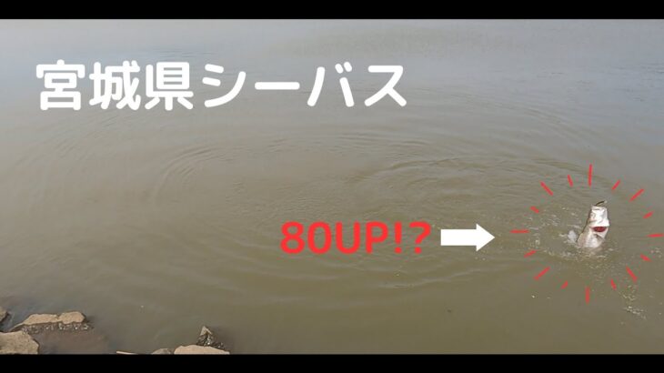 【宮城県シーバス】リバーシーバス!!! 80UP!?