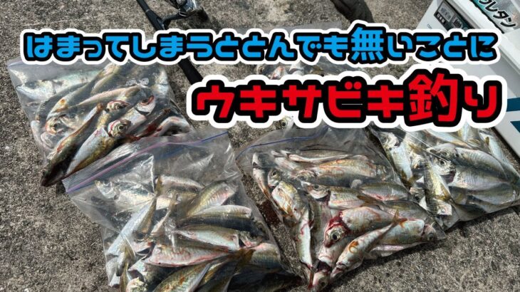 釣れすぎウキサビキ釣り!!シンプルの中に奥深いサビキ釣り!!淡路島編[86まい］