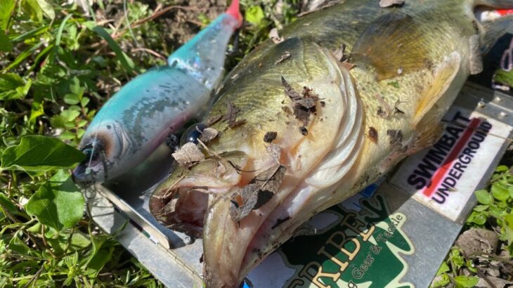 【バス釣り】短時間クラッシュ9縛り！！2023年も大人気ルアーは最強だった。セッティング、使い方を解説しながら釣った結果をご覧ください。【DRT】【ビッグベイト】