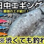 【エギング】春の日中エギング🦑渋くても釣れてしまうエギ、教えます。エギング/春イカ/イカ釣り/エメラルダス/DAIWA/エギ王/ブルーポーション