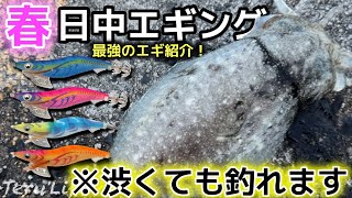 【エギング】春の日中エギング🦑渋くても釣れてしまうエギ、教えます。エギング/春イカ/イカ釣り/エメラルダス/DAIWA/エギ王/ブルーポーション