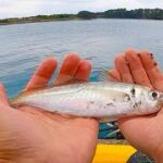 GWの浜名湖でサビキ釣り。