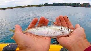 GWの浜名湖でサビキ釣り。